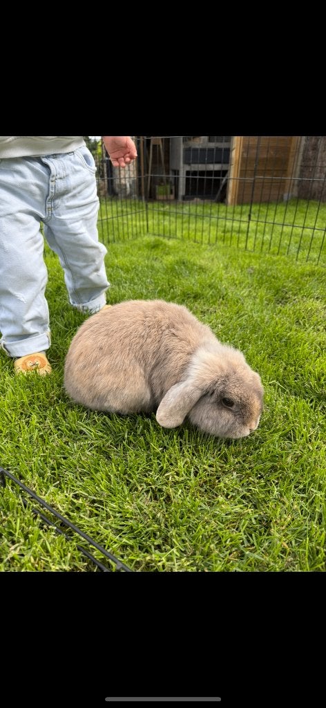 Prachtig koppeltje minilop konijntjes en konijnenhok, Meerdere dieren, Dwerg, Hangoor, 0 tot 2 jaar