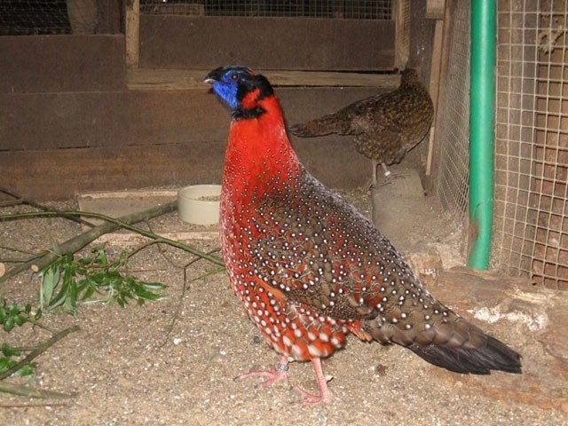 Gezocht tragopan fazant, Dieren en Toebehoren, Vogels | Overige Vogels