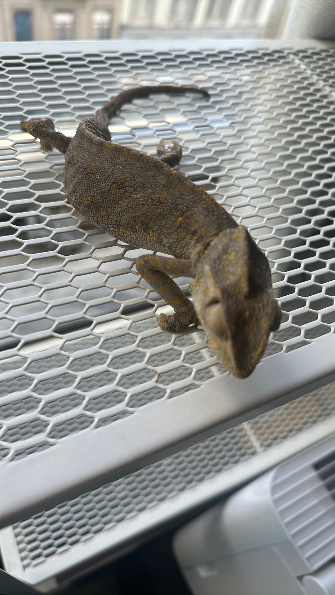 Mangifique chameleon du yemen, Animaux & Accessoires, Décembre, Mâle