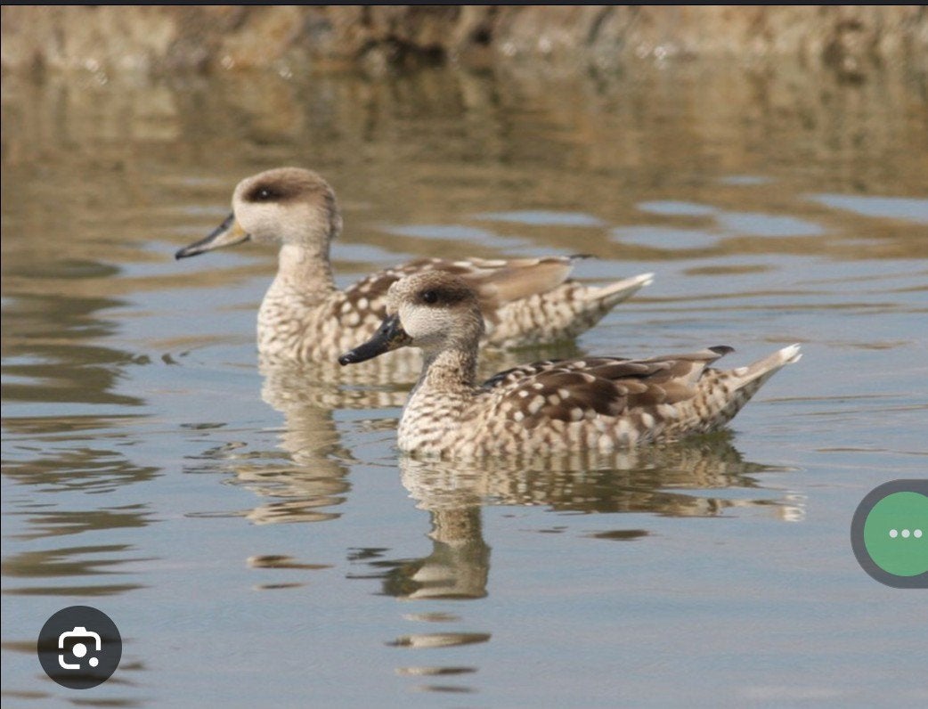 Marmertaling, Animaux & Accessoires, Volatiles, Canard