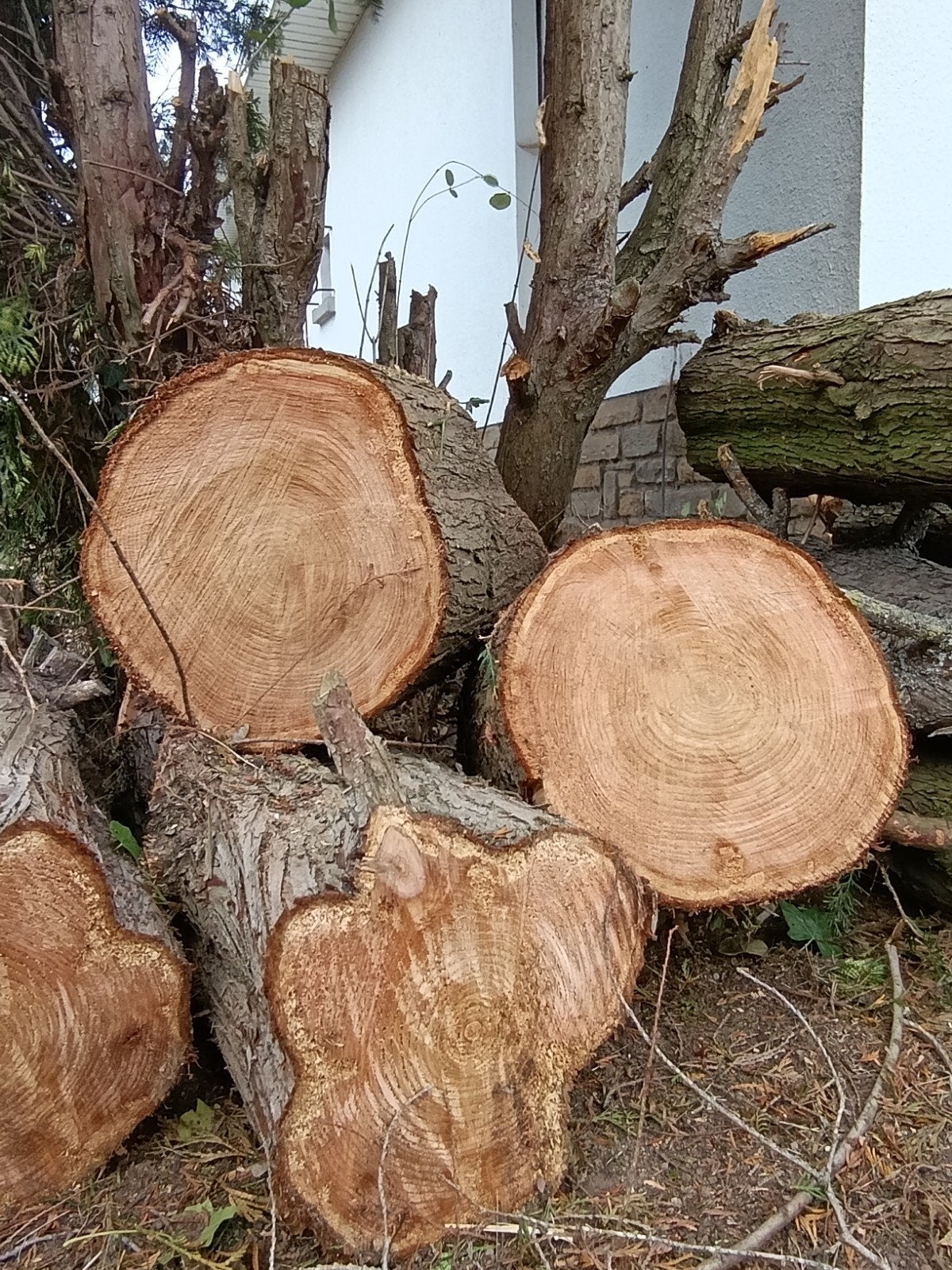 gratis brandhout + €250 aanmoedigingspremie, Enlèvement, Branches