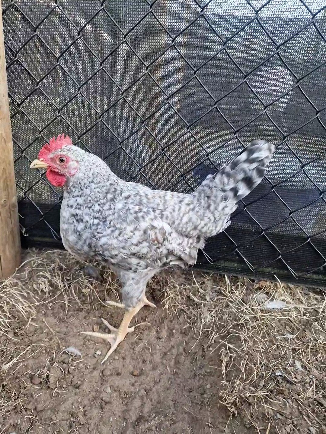 Cream Legbar Haan, Dieren en Toebehoren, Pluimvee