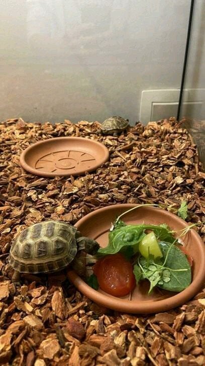 russische vierteen schildpadden, Dieren en Toebehoren, Reptielen en Amfibieën