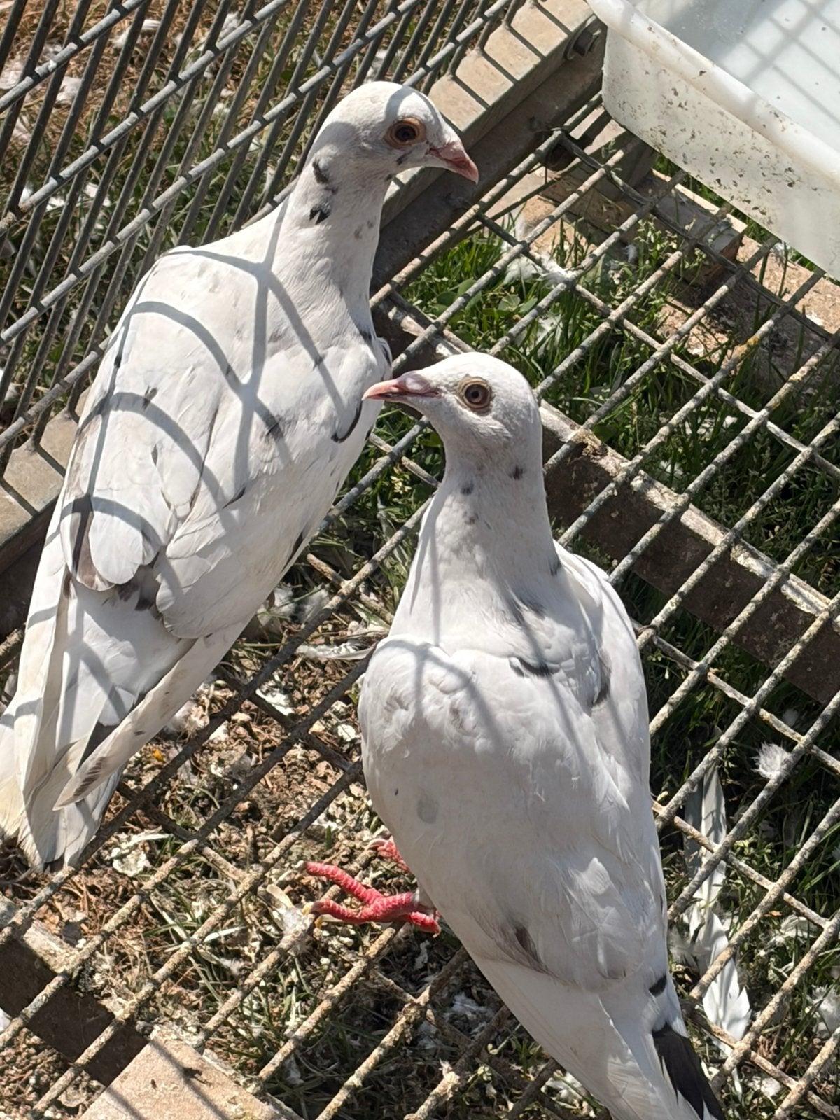 Pigeon almonds stipper