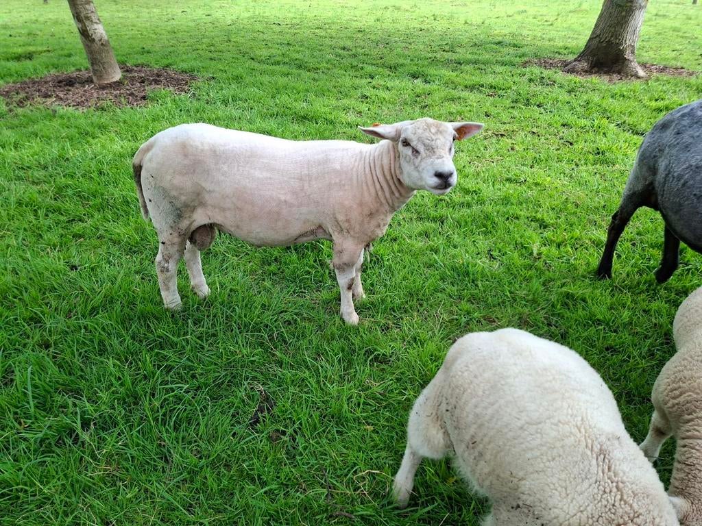 Texel ram, 12 maand, Dieren en Toebehoren