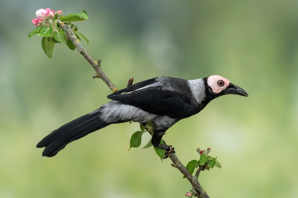 1-1 kaalkopspreeuw '26 onverwant, Dieren en Toebehoren, Vogels | Overige Vogels, Meerdere dieren, Tropenvogel, Geringd