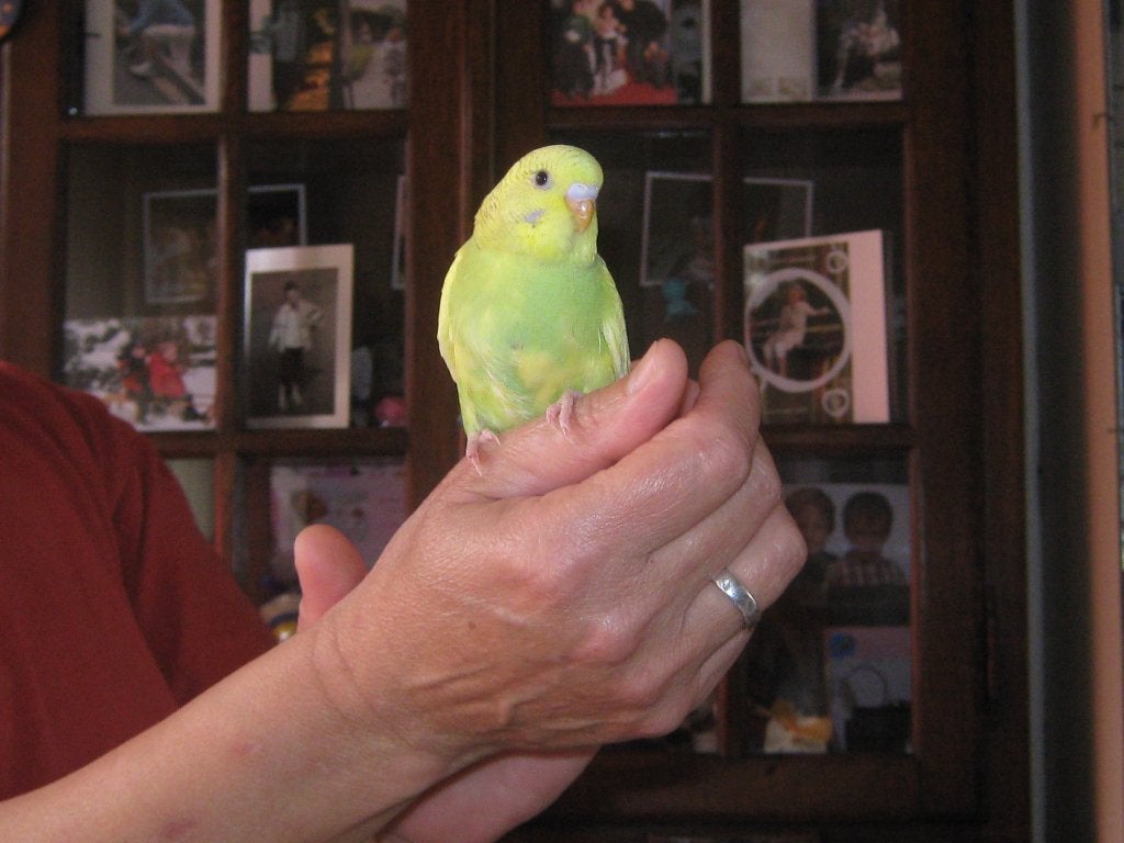 handtamme grasparkietjes, Plusieurs animaux, Perruche, Domestique