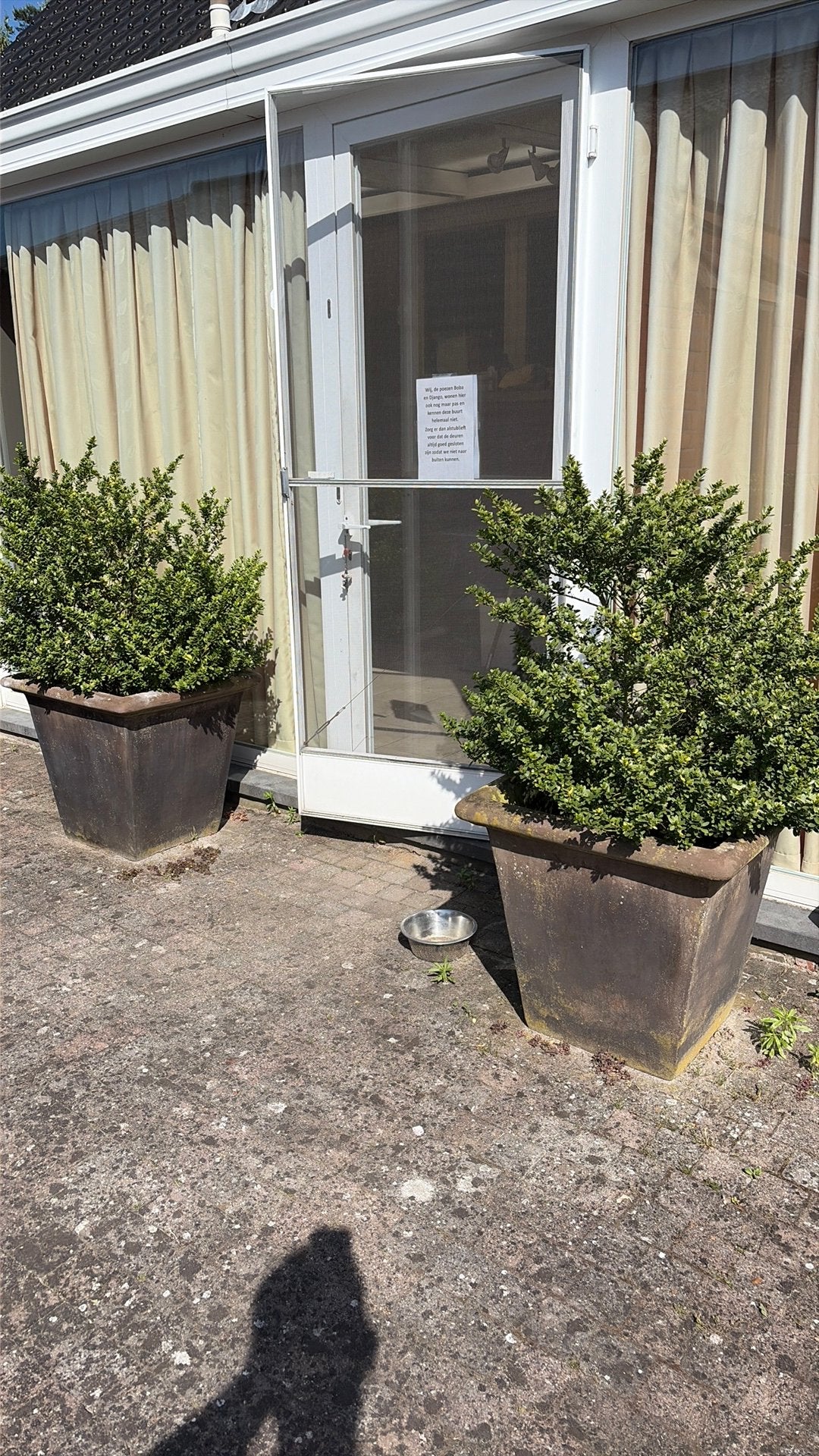 japanse hulst, Tuin en Terras, Planten | Bomen, Ophalen, Overige soorten, Minder dan 100 cm