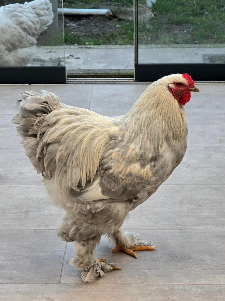 Brahma haan 8 maanden oud, Dieren en Toebehoren, Pluimvee