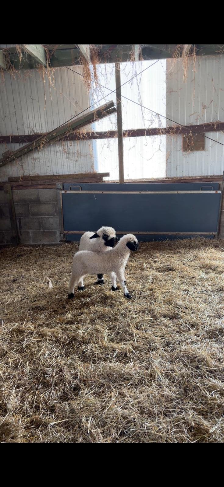 Wallisser zwartneus, Dieren en Toebehoren, Mannelijk, Schaap, 0 tot 2 jaar