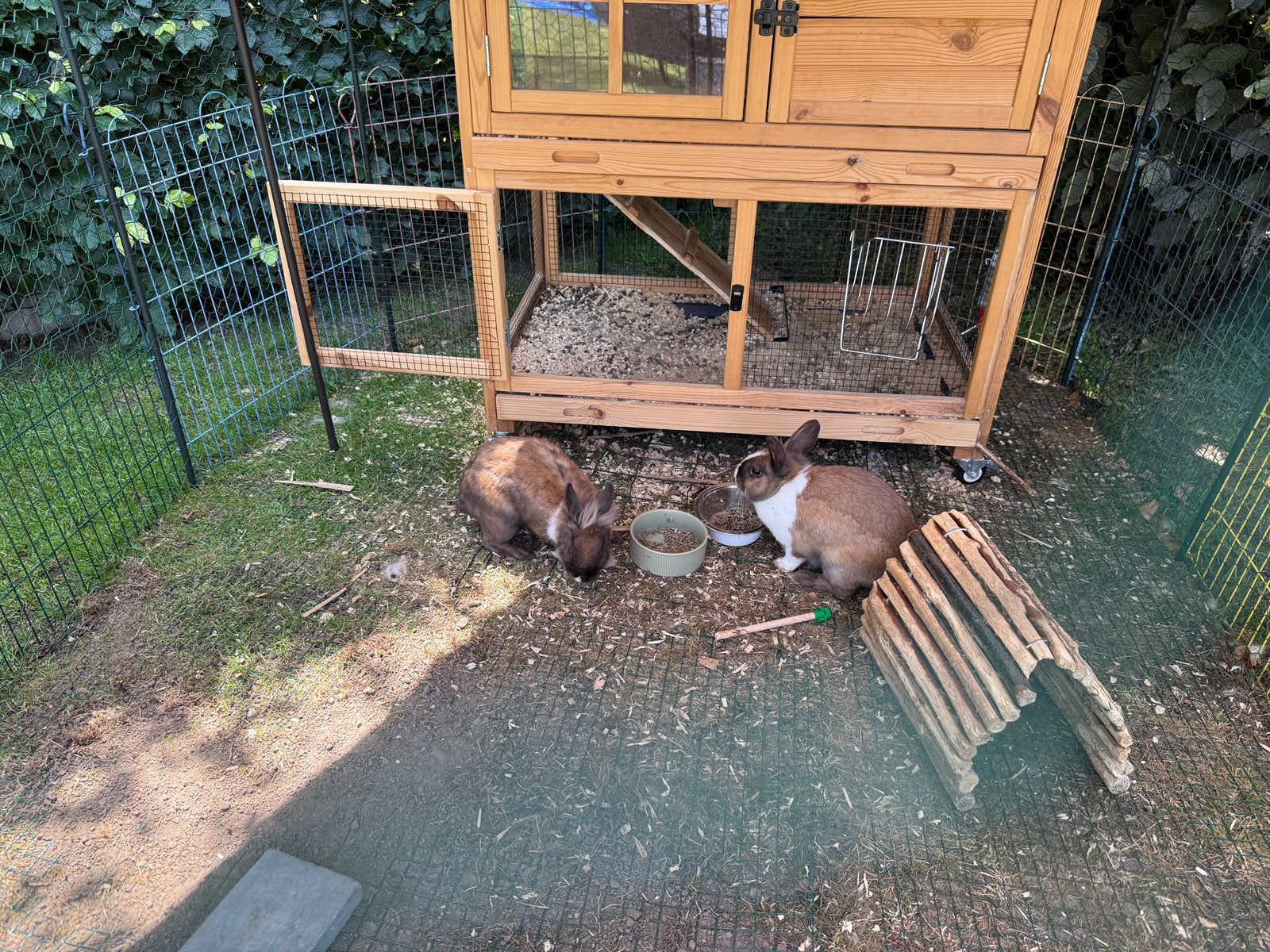 2 konijnen en schuilhok en toebehoren, Ophalen, Gebruikt, Minder dan 75 cm, 90 cm of meer