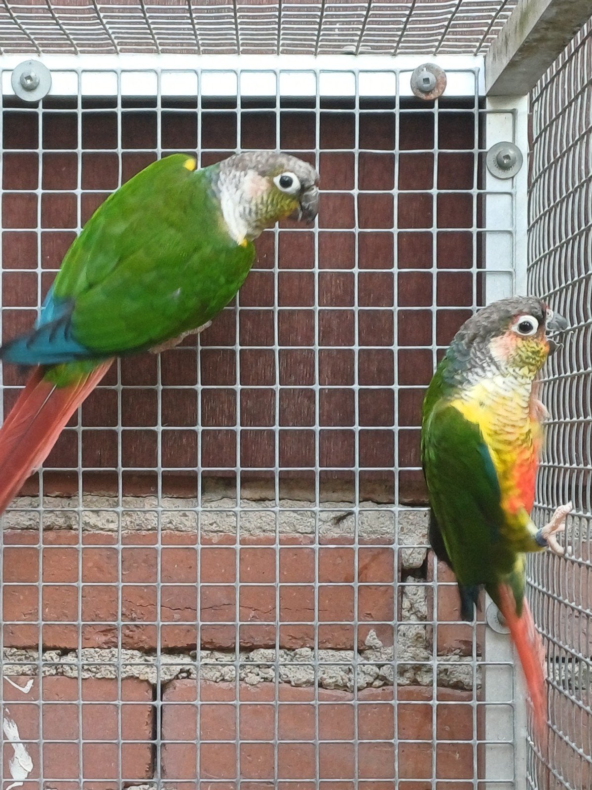 Koppel Groenwangparkiet - Pyrrhura molinae, Dieren en Toebehoren, Vogels | Parkieten en Papegaaien