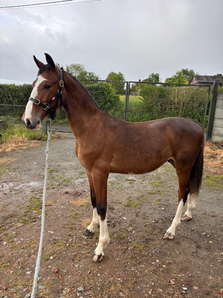 Kwpn, Animaux & Accessoires, Chevaux, Avec pedigree, 165 à 170 cm, Cheval d'attelage, Étalon