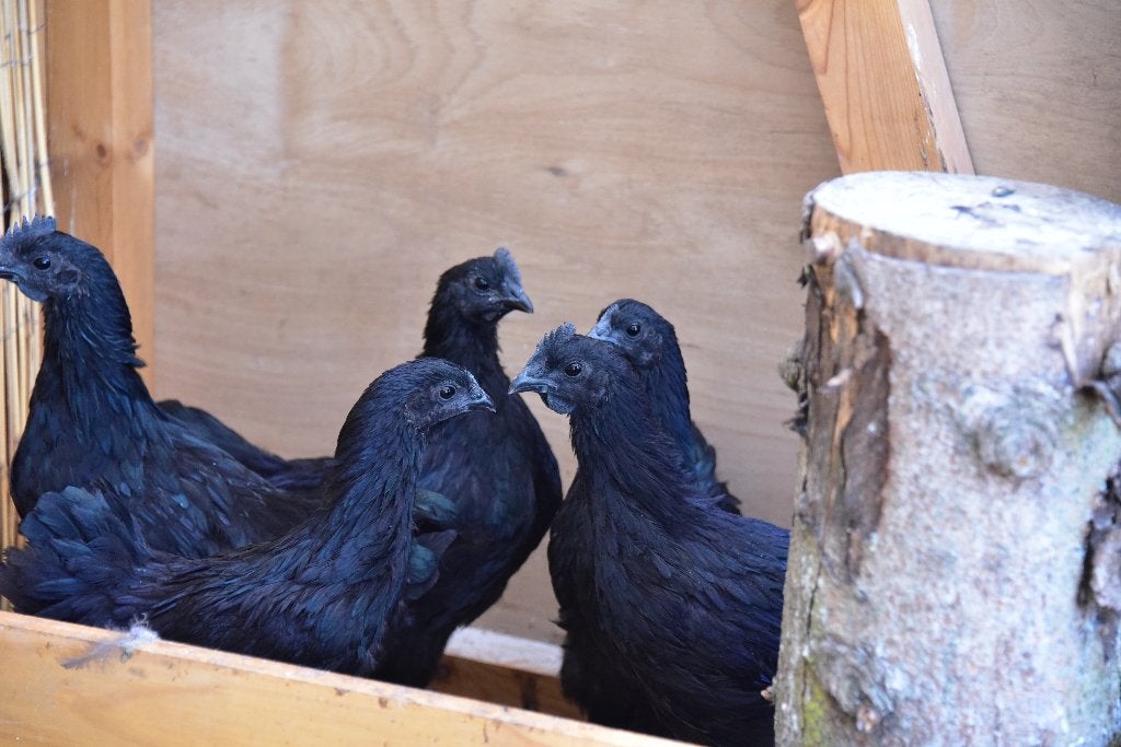 Ayam Cemani (hanen en hennen), Dieren en Toebehoren, Pluimvee, Meerdere dieren, Kip