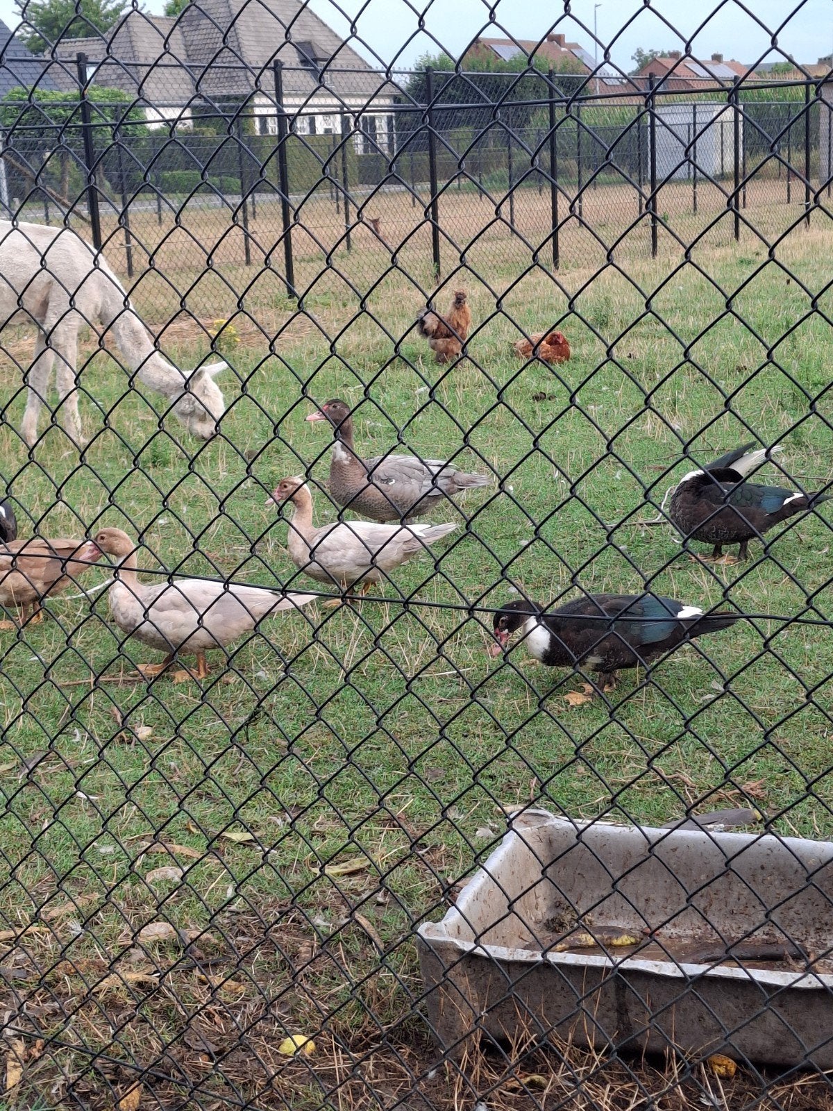 barberie eenden, Dieren en Toebehoren, Pluimvee, Vrouwelijk, Eend