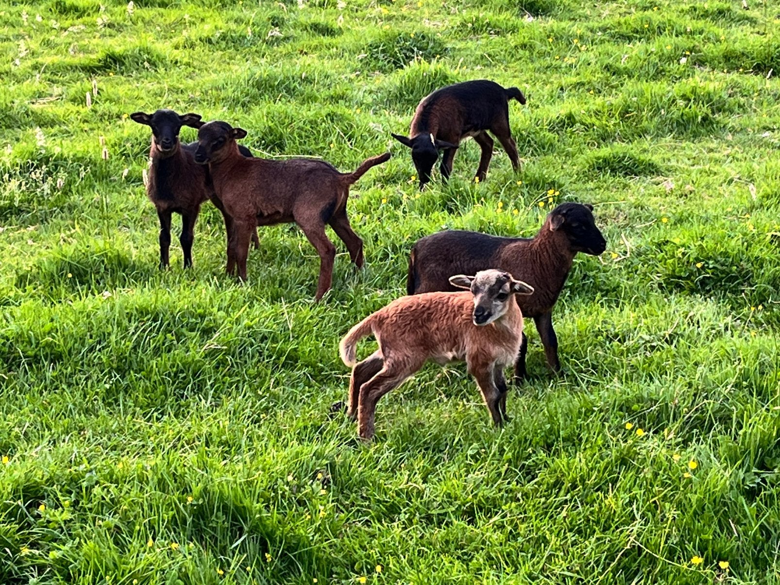 Zelfruiende ramlammeren te koop, Dieren en Toebehoren, Geit