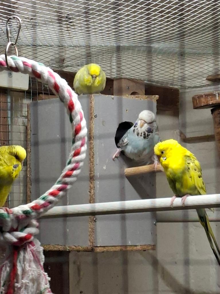 Parkieten te koop, Plusieurs animaux, Perruche
