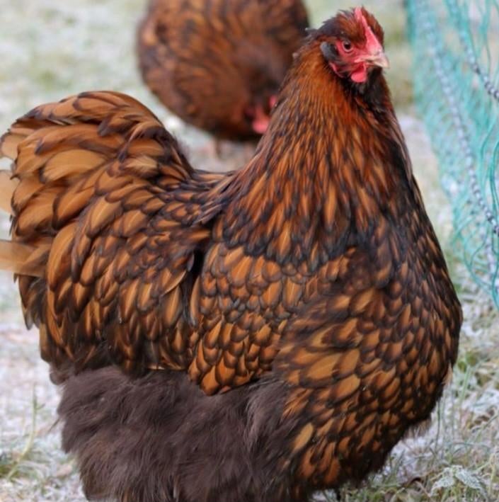 Orpington Goud Zwartgezoomd broedeieren., Dieren en Toebehoren, Pluimvee, Geslacht onbekend, Kip