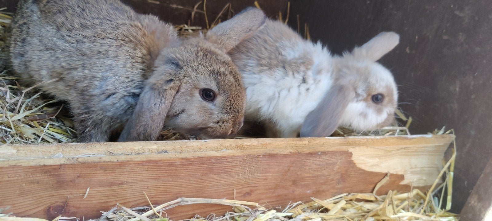 Jonge hangoorkonijntjes, Dieren en Toebehoren