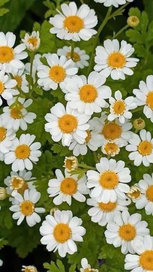 Moederkruid /Tanacetum, 0,75 cent potje, Vaste plant, Halfschaduw, Zomer, Ophalen