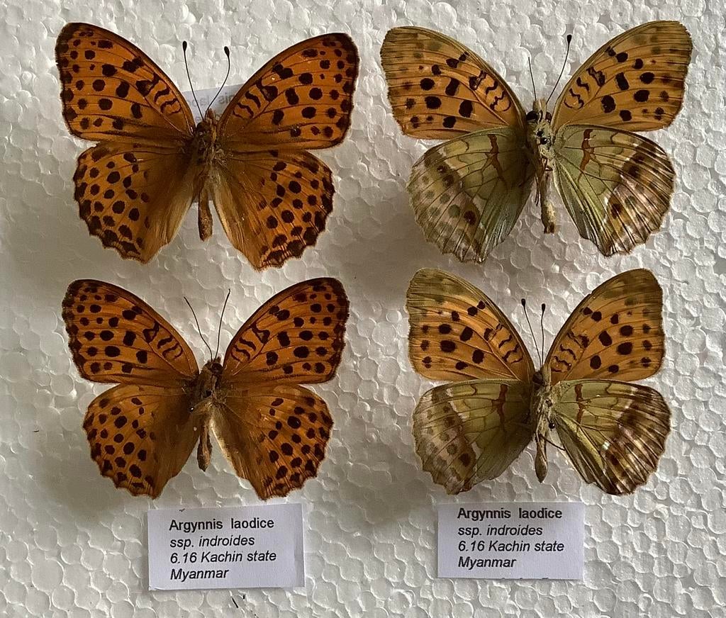 2 soorten Argynnis. Vlinders uit Myanmar, Ophalen of Verzenden, Zo goed als nieuw