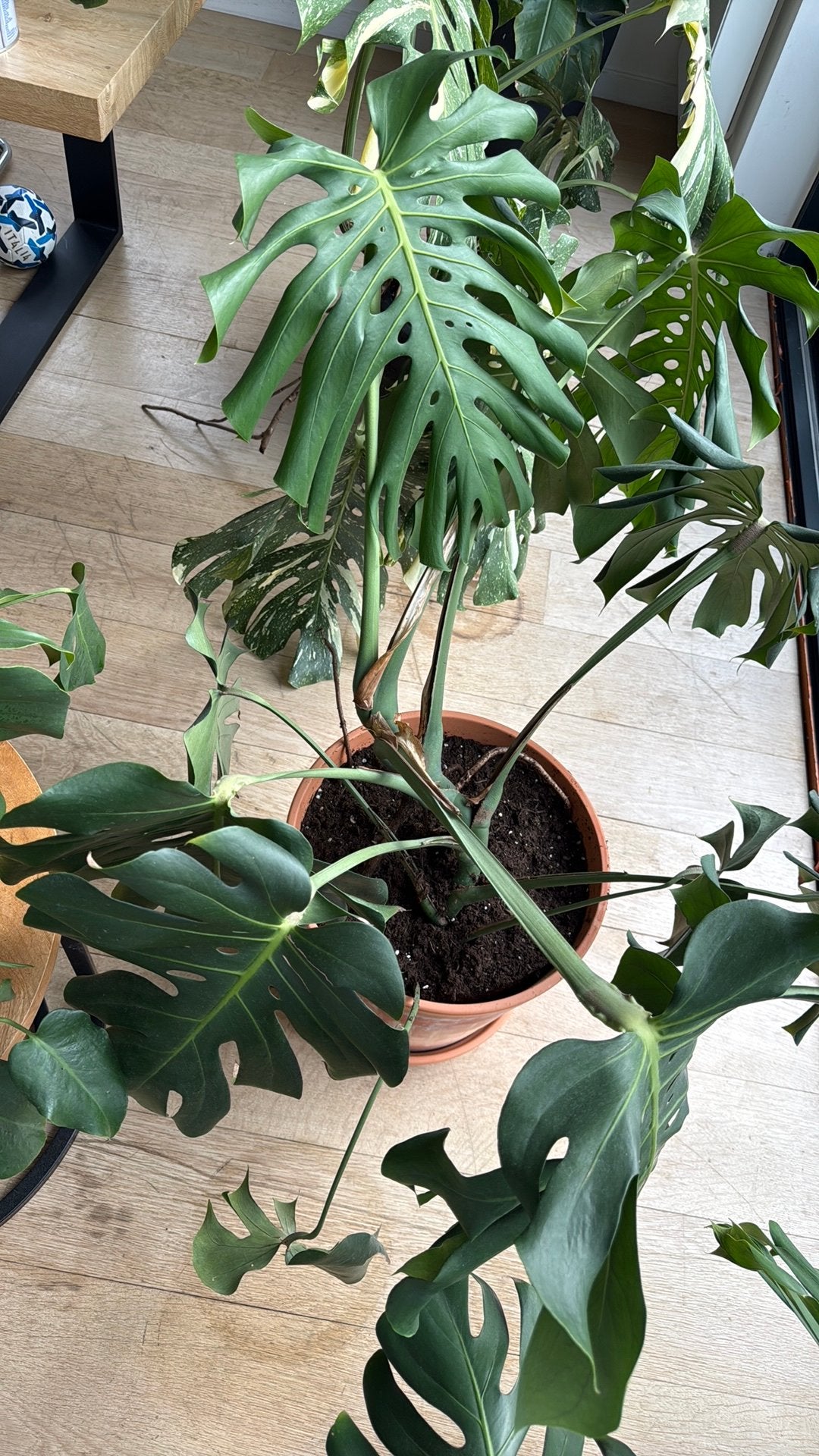 Monstera Classic, Ophalen, Overige soorten, In pot, Minder dan 100 cm