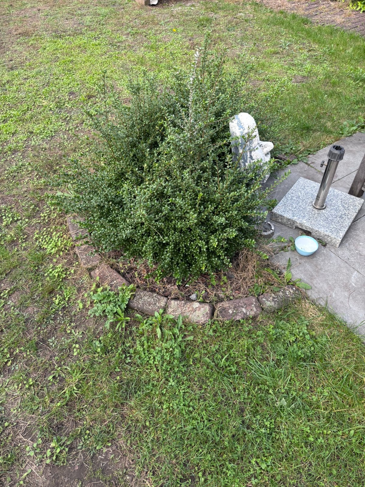 Taxus struik gratis, Ophalen, Taxus, Struik