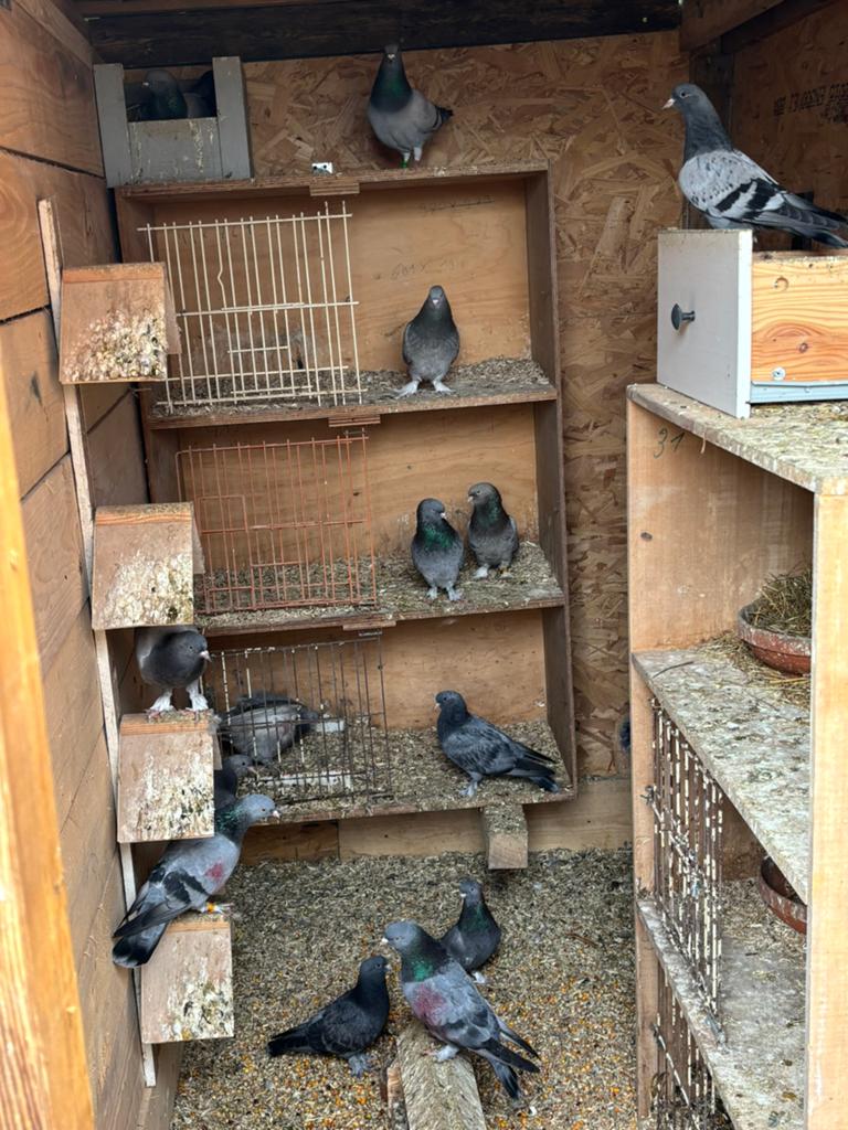 Veel takla duiven beschikbaar alles te koop, Dieren en Toebehoren, Vogels | Duiven