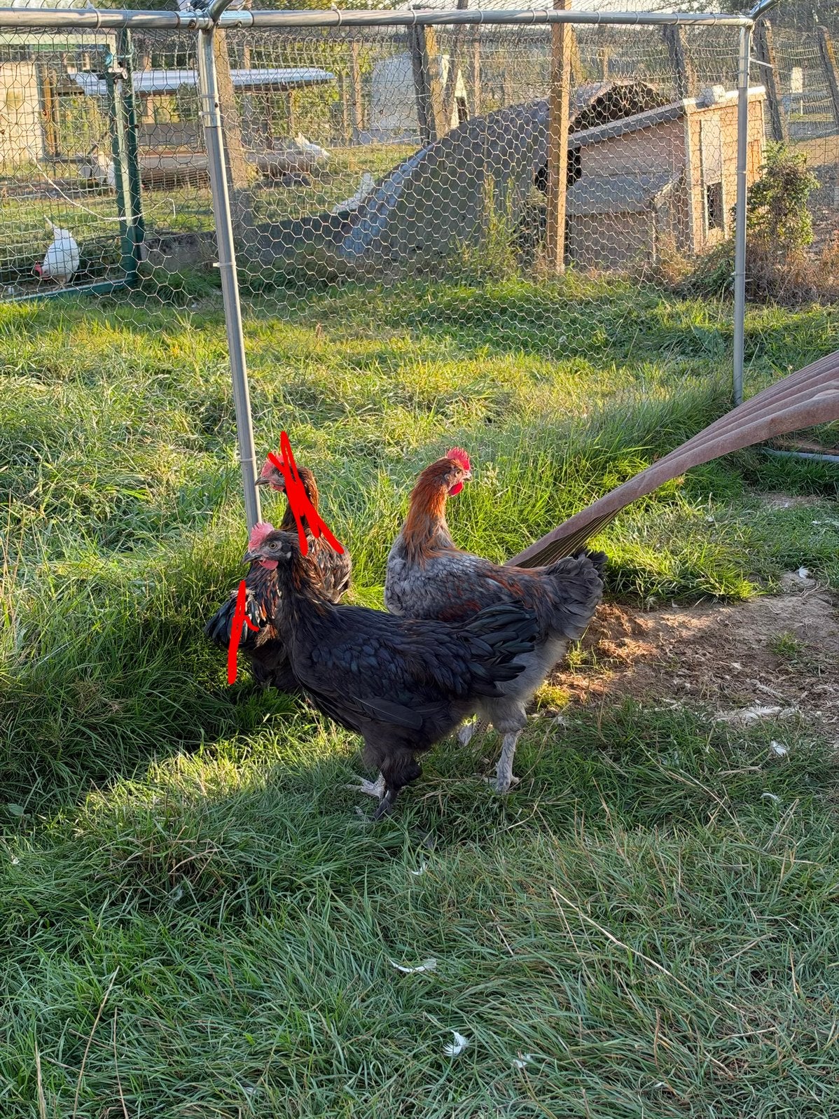 coqs de Maran, Mâle, Poule ou poulet