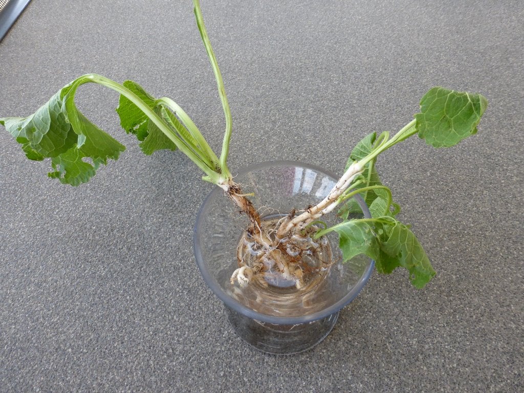 MIERIKSWORTEL (JONGE), Ophalen, Vaste plant, Halfschaduw, Kruiden