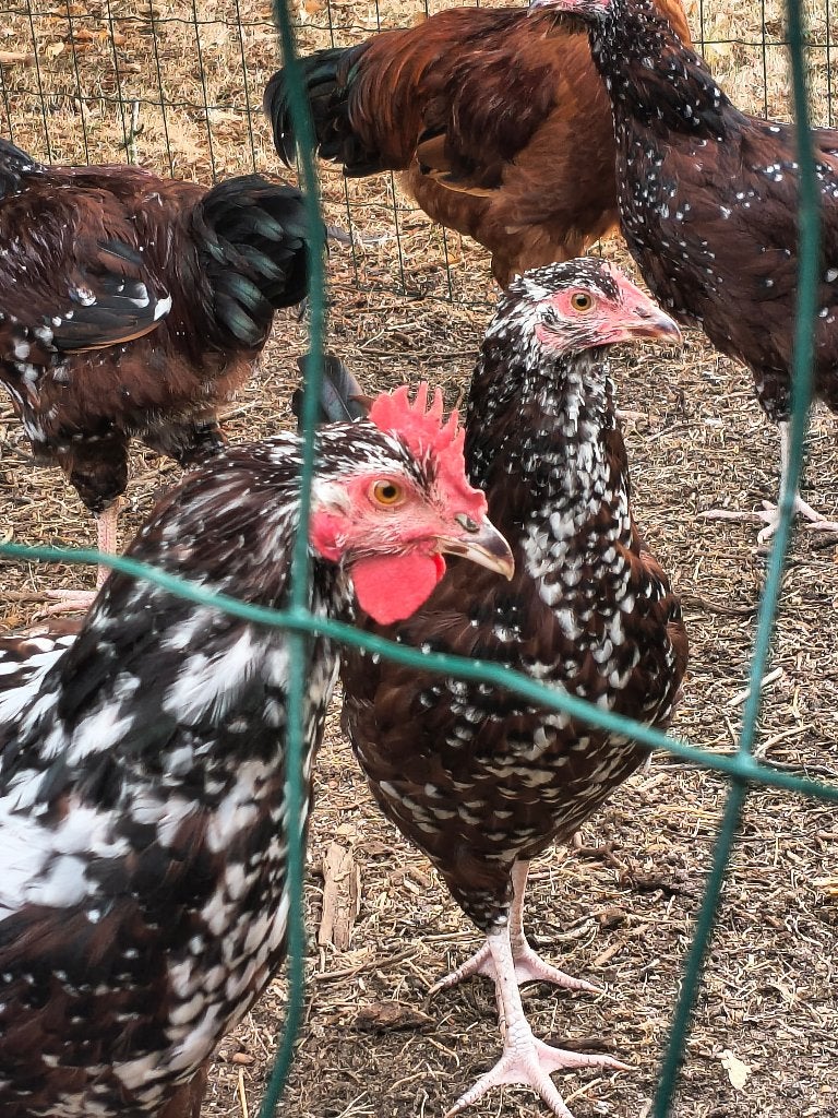 Sussex rood porselein, Meerdere dieren, Kip