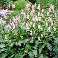 Persicaria bistorta, Enlèvement ou Envoi, Printemps, Couvre-sol, Plante fixe