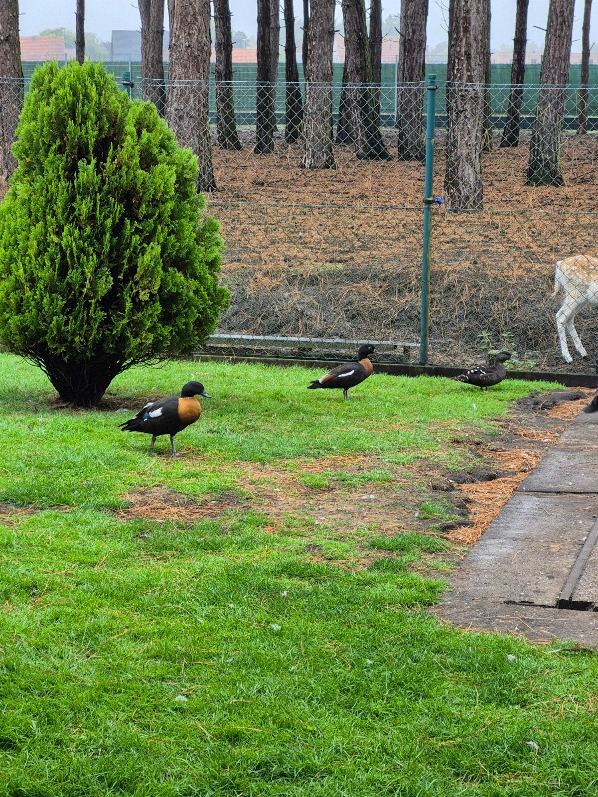 Australische casarca, Dieren en Toebehoren