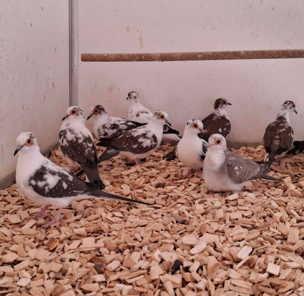 Jonge bonte diamant duiven.