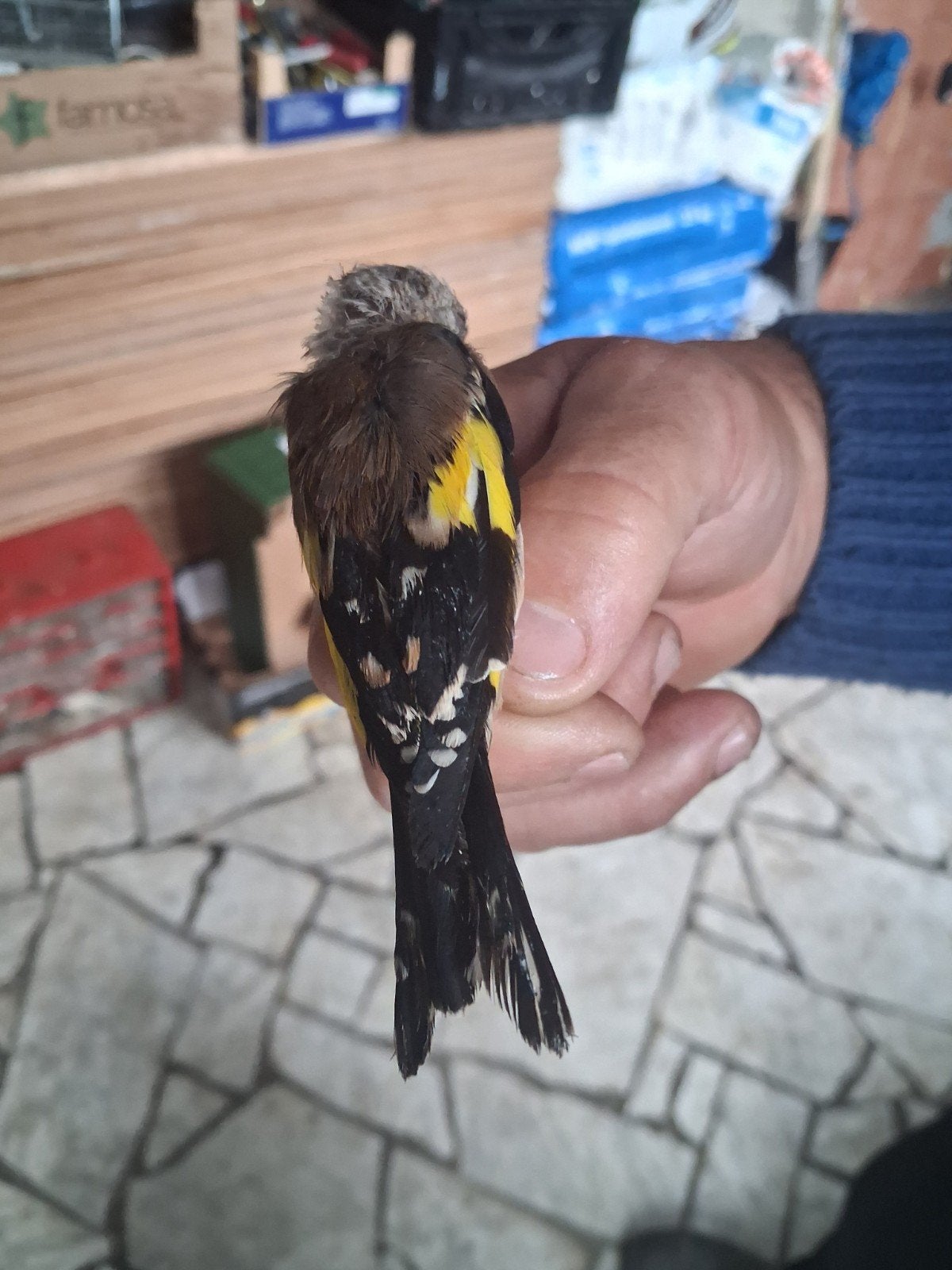 Distelvink