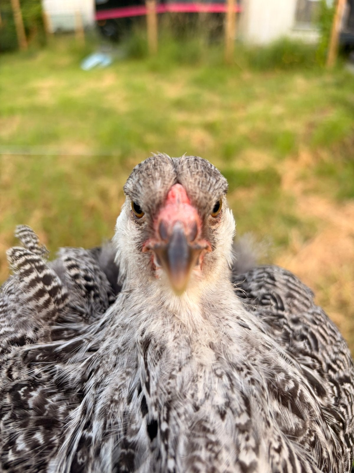 brahma zilverpatrijs hennen, Dieren en Toebehoren, Vrouwelijk, Kip