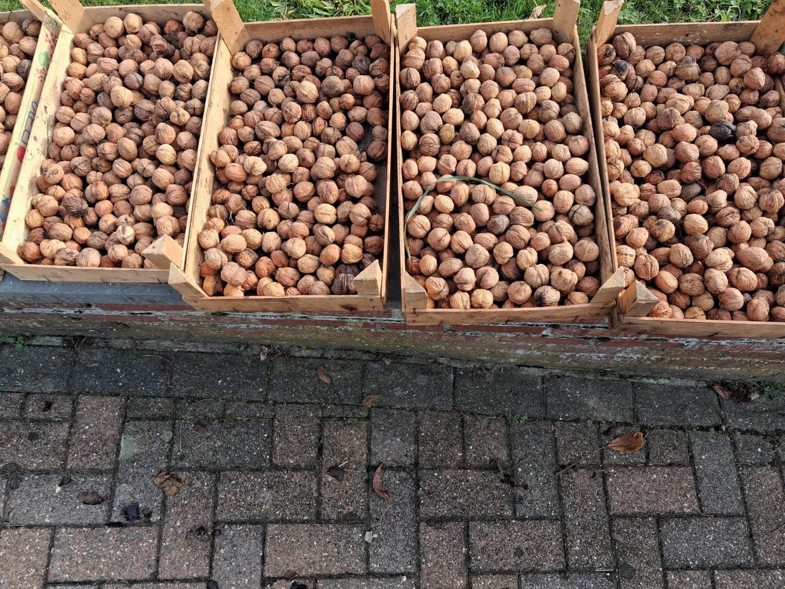 okkernoten van topkwaliteit, Diversen, Ophalen