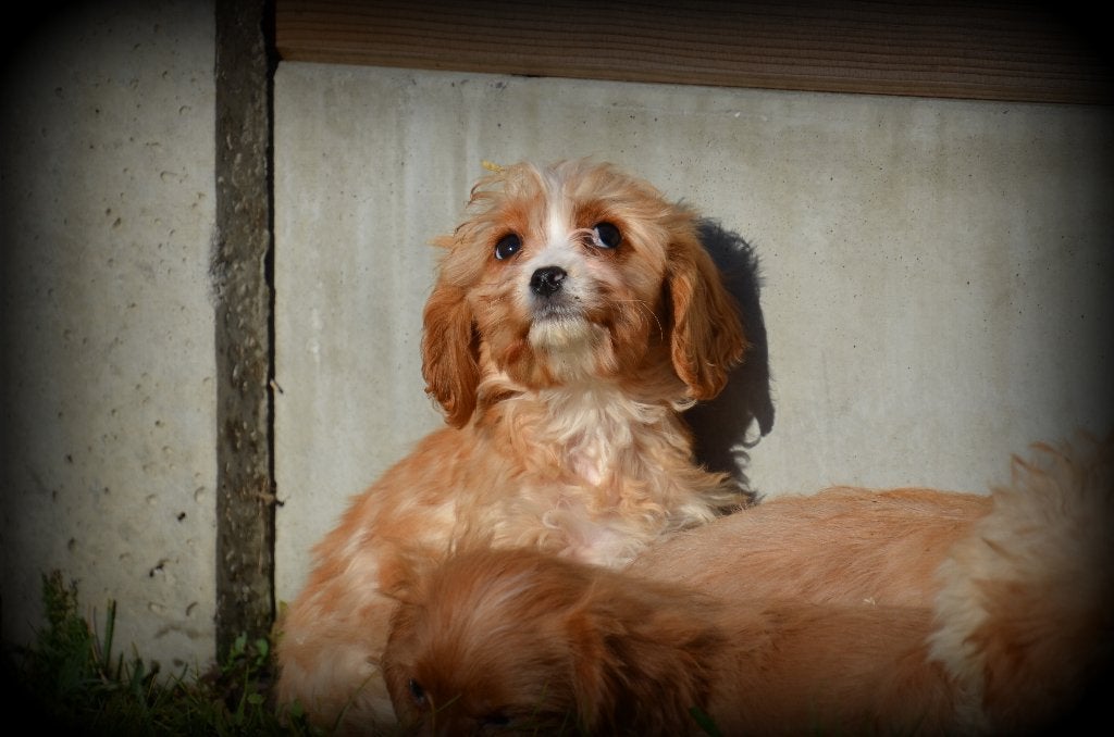 Maltipoo pups, Dieren en Toebehoren, België, 15 weken tot 1 jaar, CDV (hondenziekte), Meerdere