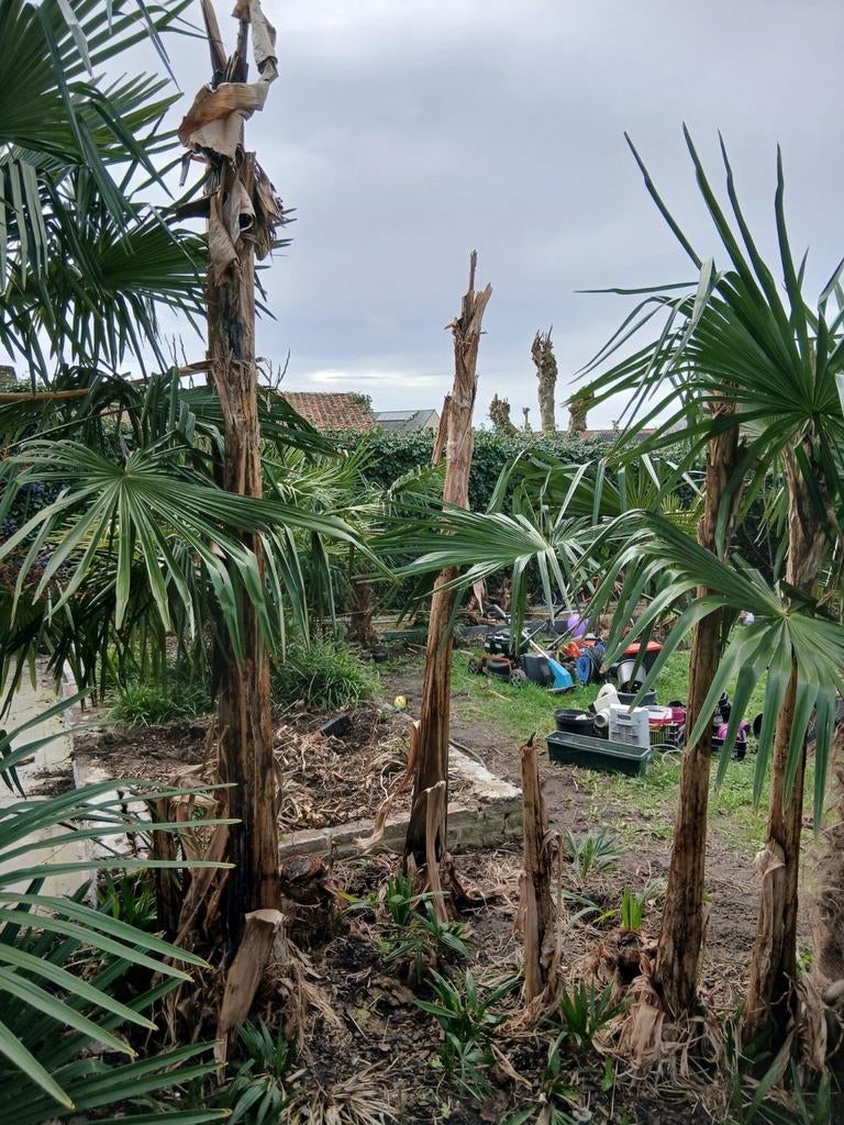 Bananenplant, Tuin en Terras, Ophalen