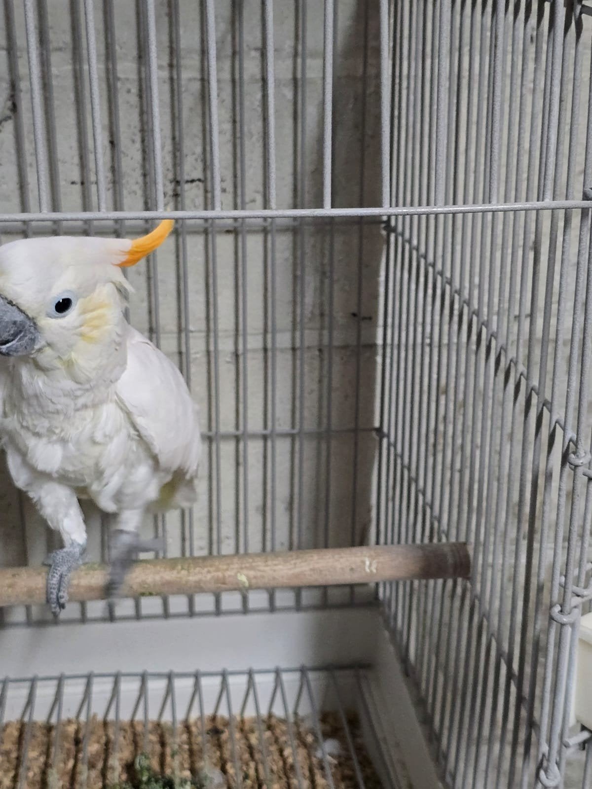 Tamme Oranje kuif kakatoe 2016 met DNA en getest op.ziektes, Dieren en Toebehoren, Geringd