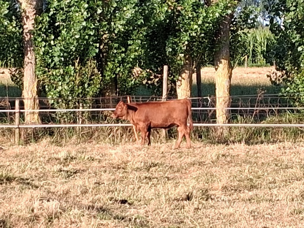 Vaarskalf mini koe (Dexter), Dieren en Toebehoren