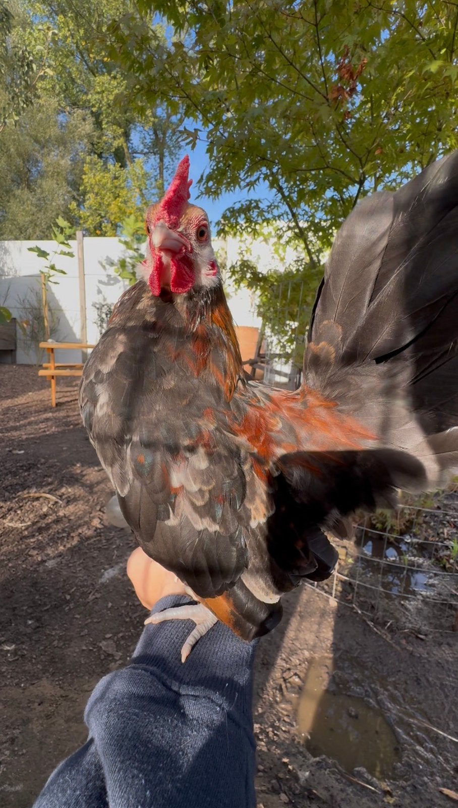 Lief serama haantje, Dieren en Toebehoren, Mannelijk, Kip