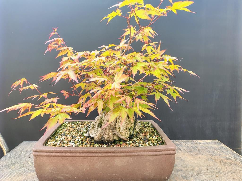 Acer palmatum pre bonsai op steen, Halfschaduw, Overige soorten, Lente, Minder dan 100 cm