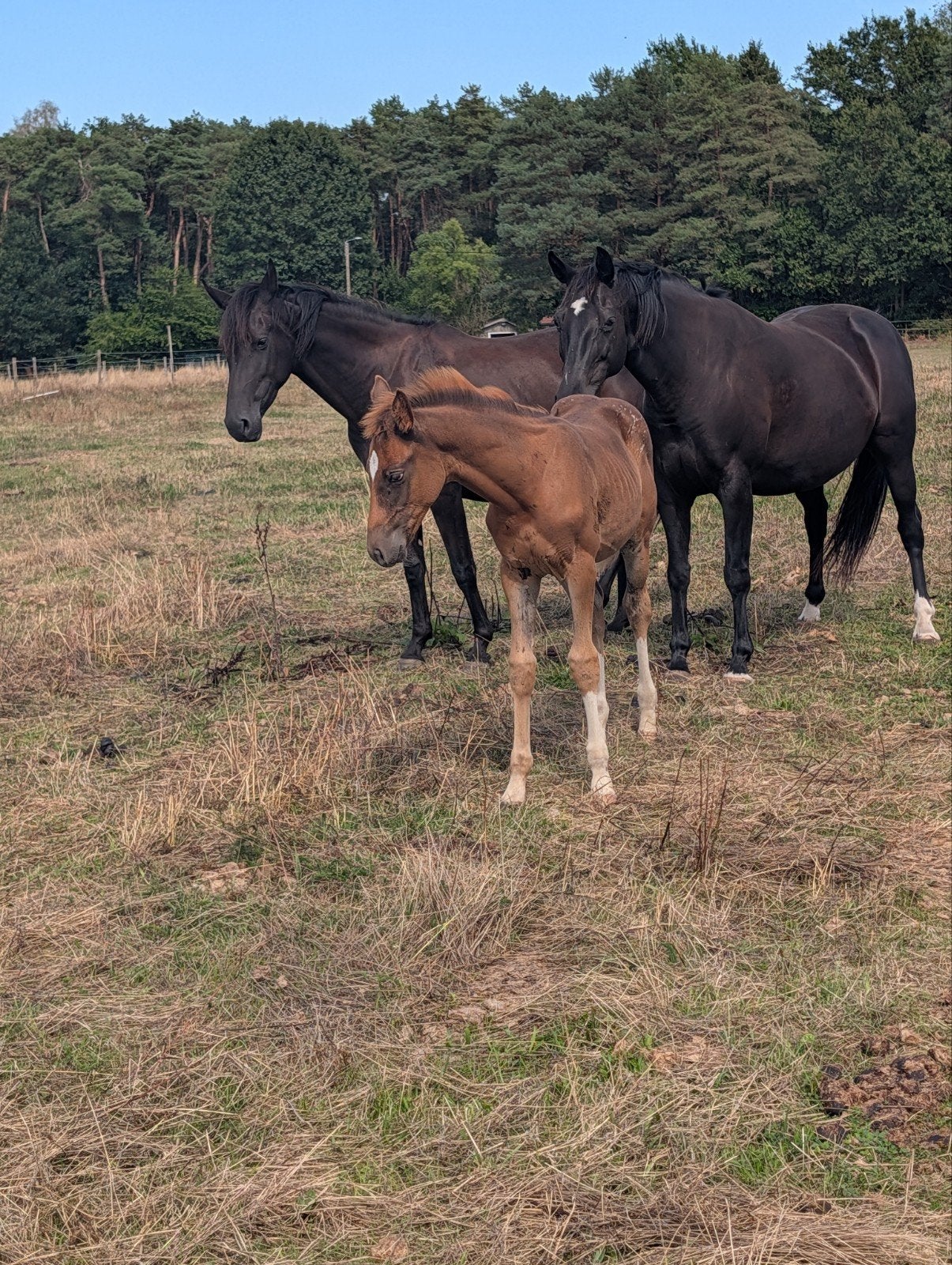 paarden te koop, Merrie, L