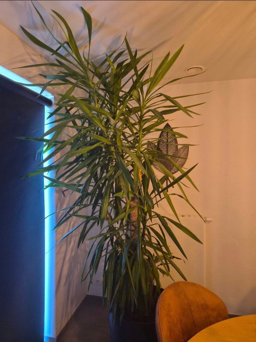 Yucca plant met pot, Ophalen, Yucca