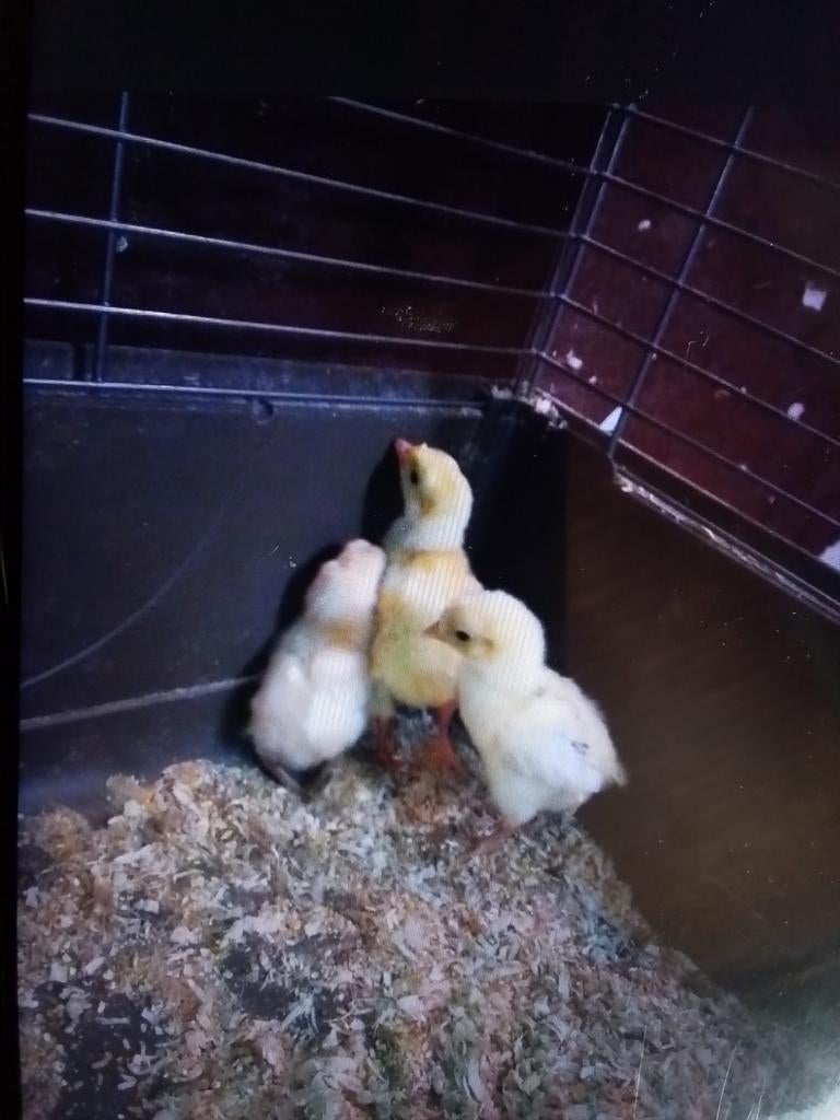 Bruine kalkoen kuikens, Dieren en Toebehoren, Pluimvee, Kalkoen