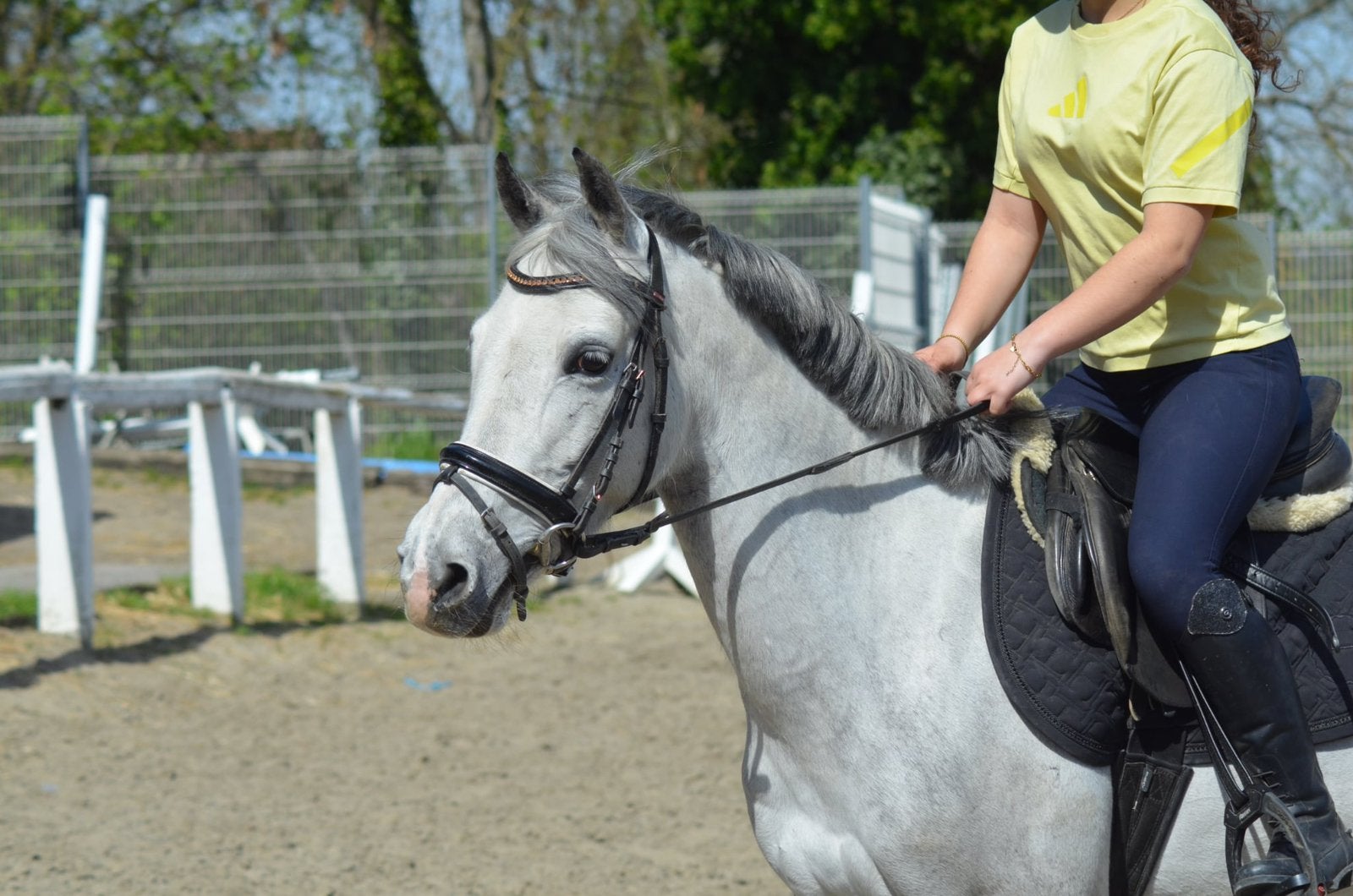 Max, poney type welsh, Animaux & Accessoires, Poneys, Vermifugé, Hongre, Poney D (1.37 m à 1.48m), Ne s'applique pas
