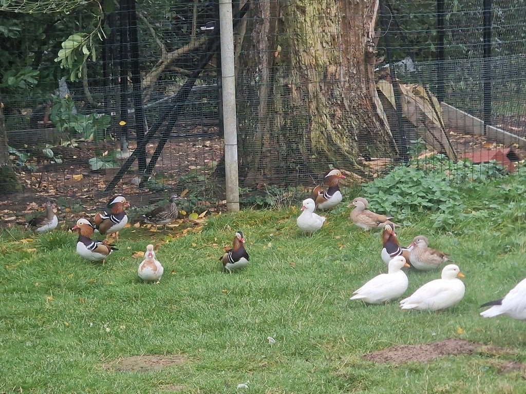 Mandarijn eenden, Dieren en Toebehoren, Eend