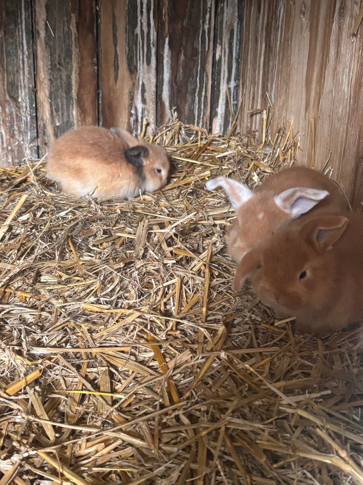 Hangoortjes, Plusieurs animaux, Nain, Oreilles tombantes, 0 à 2 ans