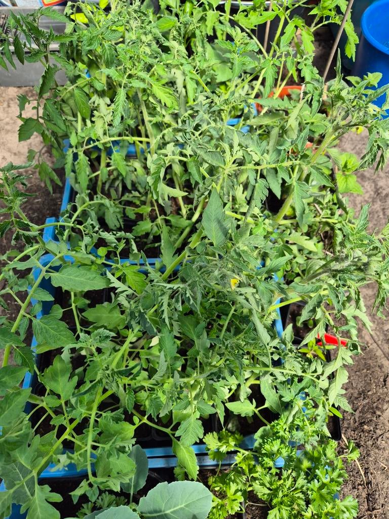 Tomaten- en peperplanten, Jardin & Terrasse, Plantes | Jardin, Annuelle, Plantes potagères, Plein soleil, Été, Enlèvement